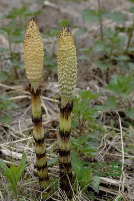 Reuzenpaardestaart, sporenkolven, Equisetum telmateia