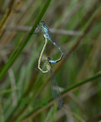 Maanjuffers paringswiel, Coenagrion lunulatum