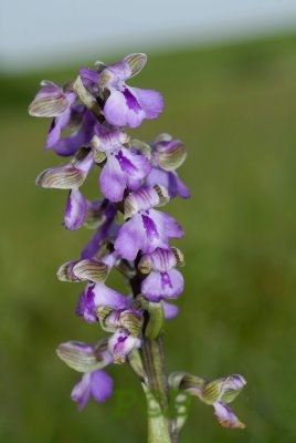 Anacamptis morio