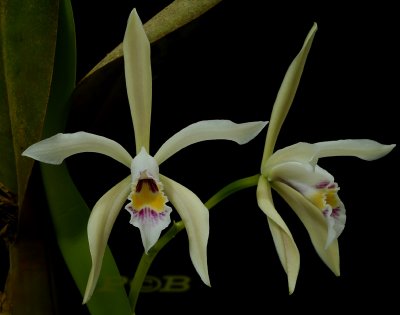 Cattleya iricolor