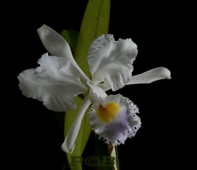 Cattleya mendelii coerulea 'pontus'