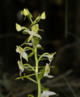 Bergnachtorchis, Platanthera chlorantha - syn. Platanthera montana, Zwartewoud Duitsland