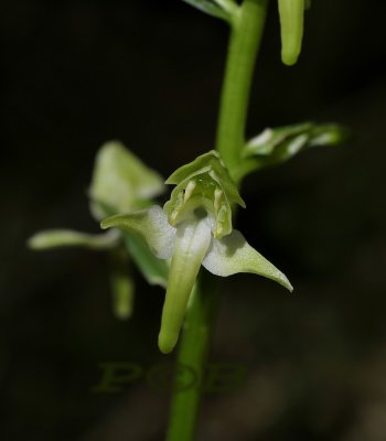 Bergnachtorchis, Platanthera chlorantha - syn. Platanthera montana , Schwartswald