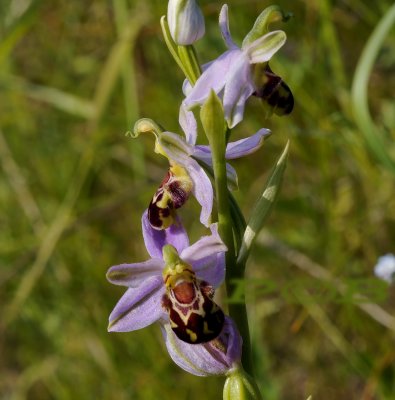 Ophrys apifera var. friburgensis met brede  petalen, nieuw voor Nederland vanaf 2008