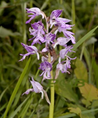 Orchis militaris bestuiver, Nederland