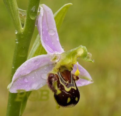 Ophrys apifera var. aurita self-pollination