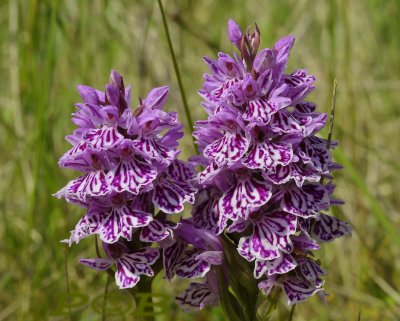 Dactylorhiza maculata ssp. podesta, Gevlekte duinorchis, endemisch op de Waddeneilanden