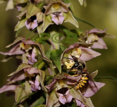 Wesp probeert pollen af te schudden, wasp trying to remove sticky pollinia