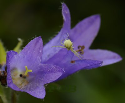 Kameleonspin op ruig klokje