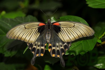 Papilio memnon, female