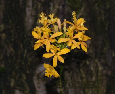  Epidendrum radicans, yellow