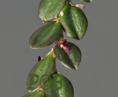 Lepanthes sp.  flower  2 mm across