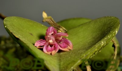 Pleurothallis hamosa