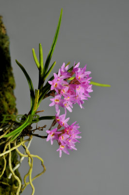 Ascocentrum pumilum