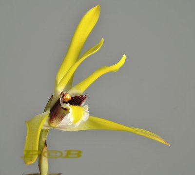 Maxillaria lutea, flower 6.5 cm