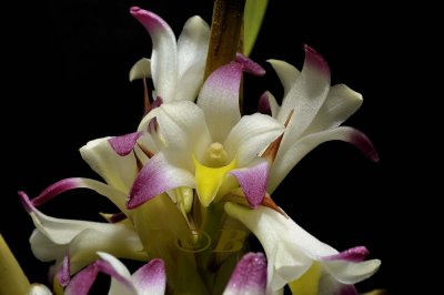 Coelia bella, flowers 1½ cm, botanic