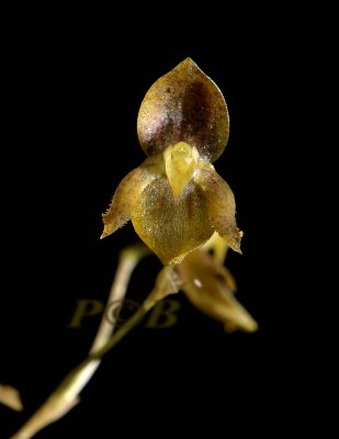 Pleurothallis longipedicellata, 8 mm