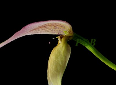 Bulbophyllum anteniferum