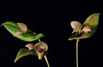 Pleurothallis palliolata