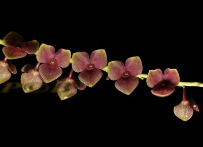 Stelis membranacea, flowers 6 mm