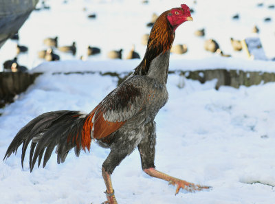 Thai fighting cock in the snow (egg import from Thailand)