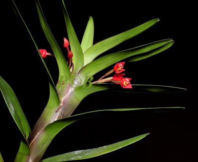 Maxillaria miniata, flowers 8 mm - 1 cm