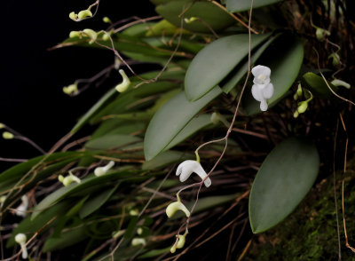 Pleurothallis mirabilis, flowers 1 cm