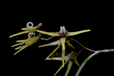 Dendrobium teretifolium