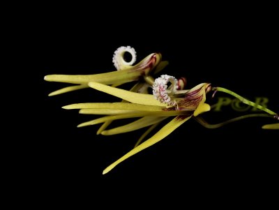 Dendrobium teretifolium