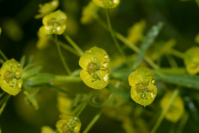 Heksenmelk, Euphorbia esula