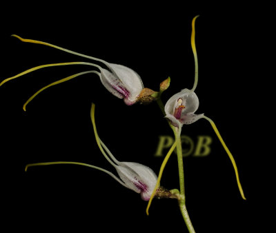 Masdevallia vittatula, flowers 4 x 1 cm