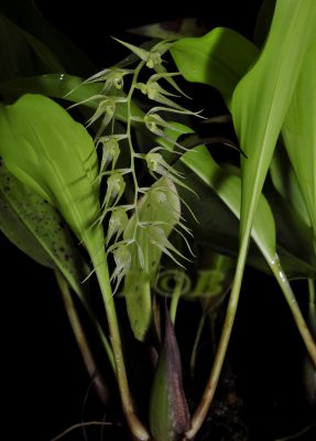 Dendrochilum arachnitis