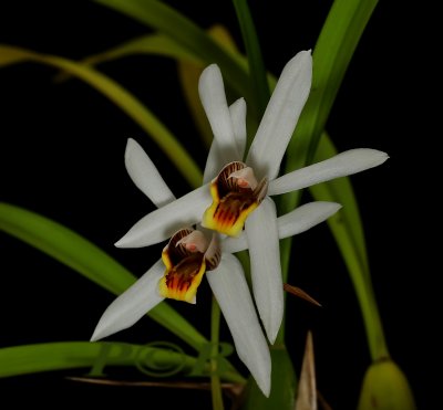 Coelogyne graminifolia