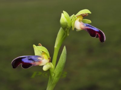 Ophrys mesaritica 2
