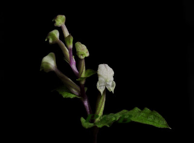 Disperis micrantha, terrestrial orchid, Kwa Zulu Natal, Africa, flowers 4mm