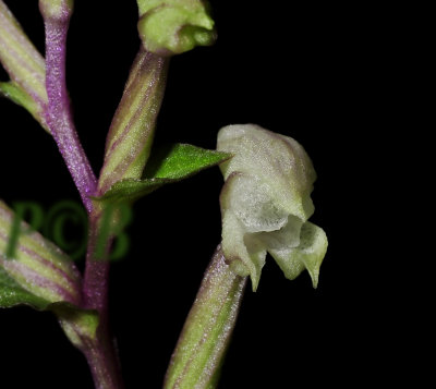 Disperis micrantha, Kwa Zulu Natal, Africa, flower 4 mm