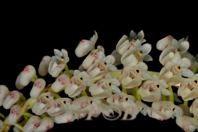 Eria sp. flowers 4 mm