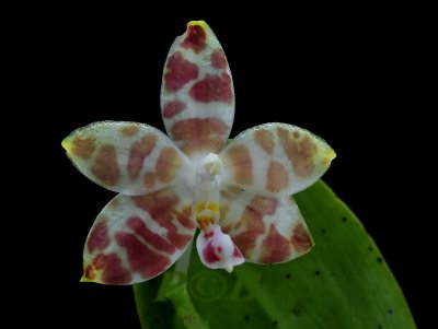 Phalaenopsis amboinensis