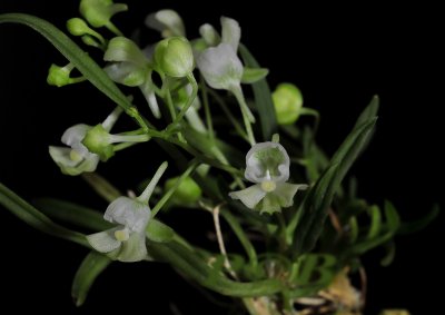 Centroglossa little richard, flowers 7 mm