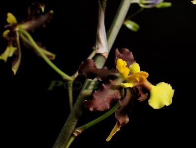 Oncidium no name, spike 3 meters, flowers 2 cm