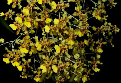 Oncidium sphacelatum