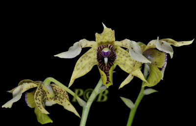 Dendrobium atroviolaceum