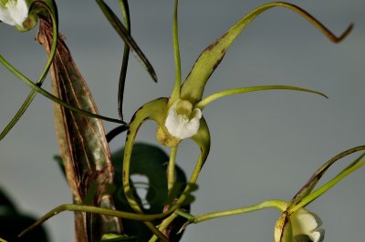 Dendrobium tetragonum var. hayesianum