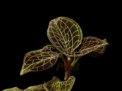 Foliage, anoectochilus roxburgkii