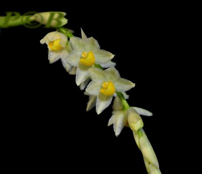 Pholidota uraiensis, flowers 6 mm