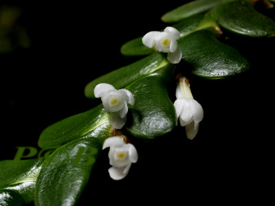 Angraecum bancoenses, flowers 3 mm