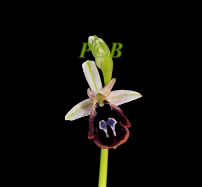 Ophrys aegaea