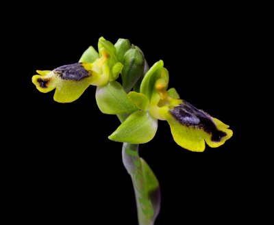 Ophrys phryganae, Samos type, flowers in angle of 90