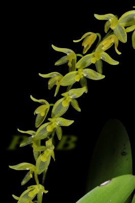Dendrochilum brechtiana, flowers 8 mm