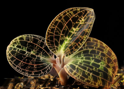 Macodes petola var. robusta, foliage, terrestrial orchid